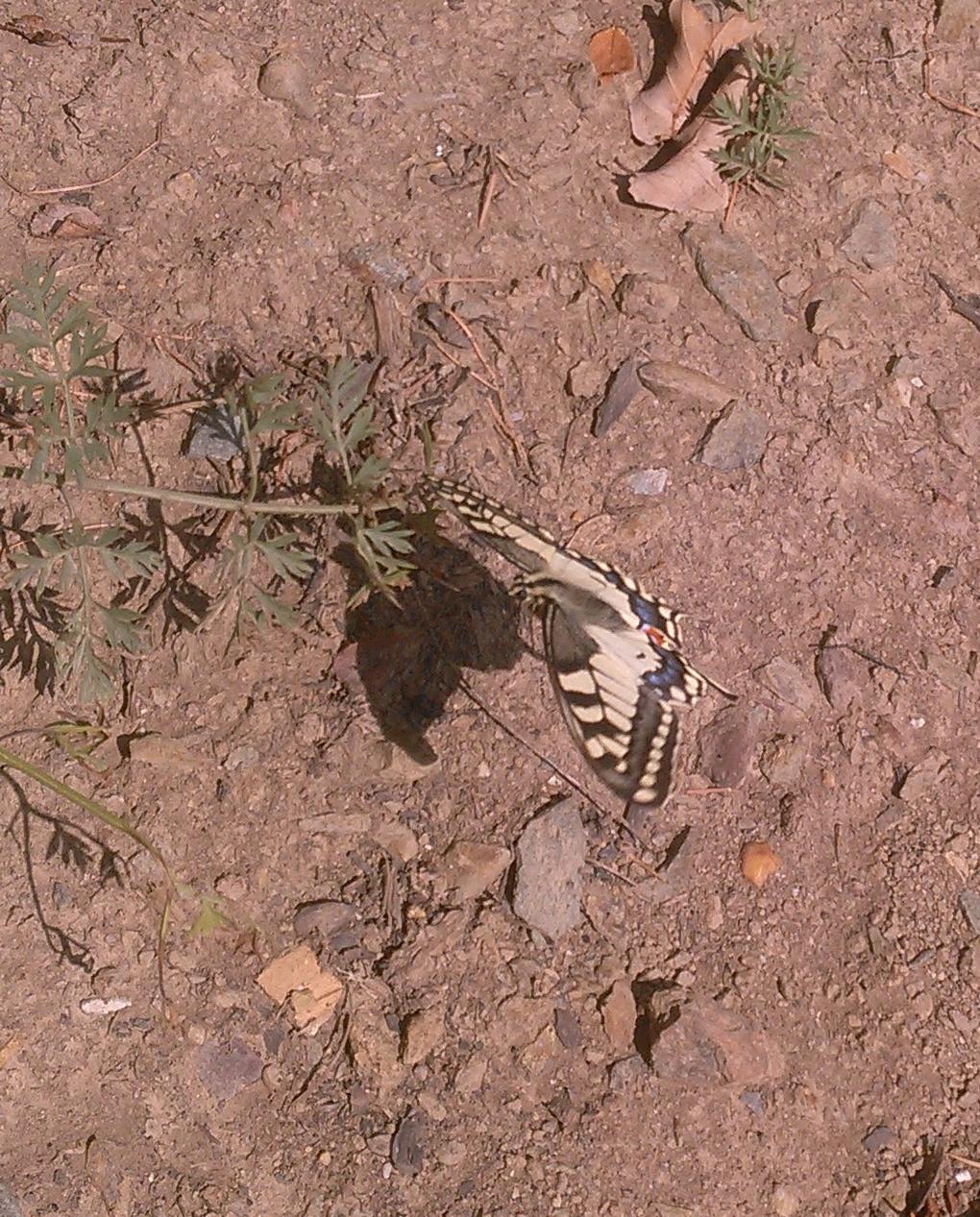 20180826_140455.jpg 20180826_140455.jpg