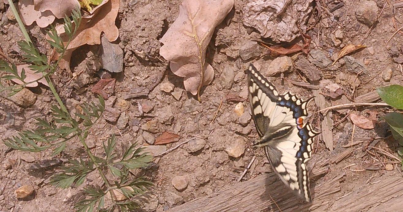 20180826_140853.jpg 20180826_140853.jpg