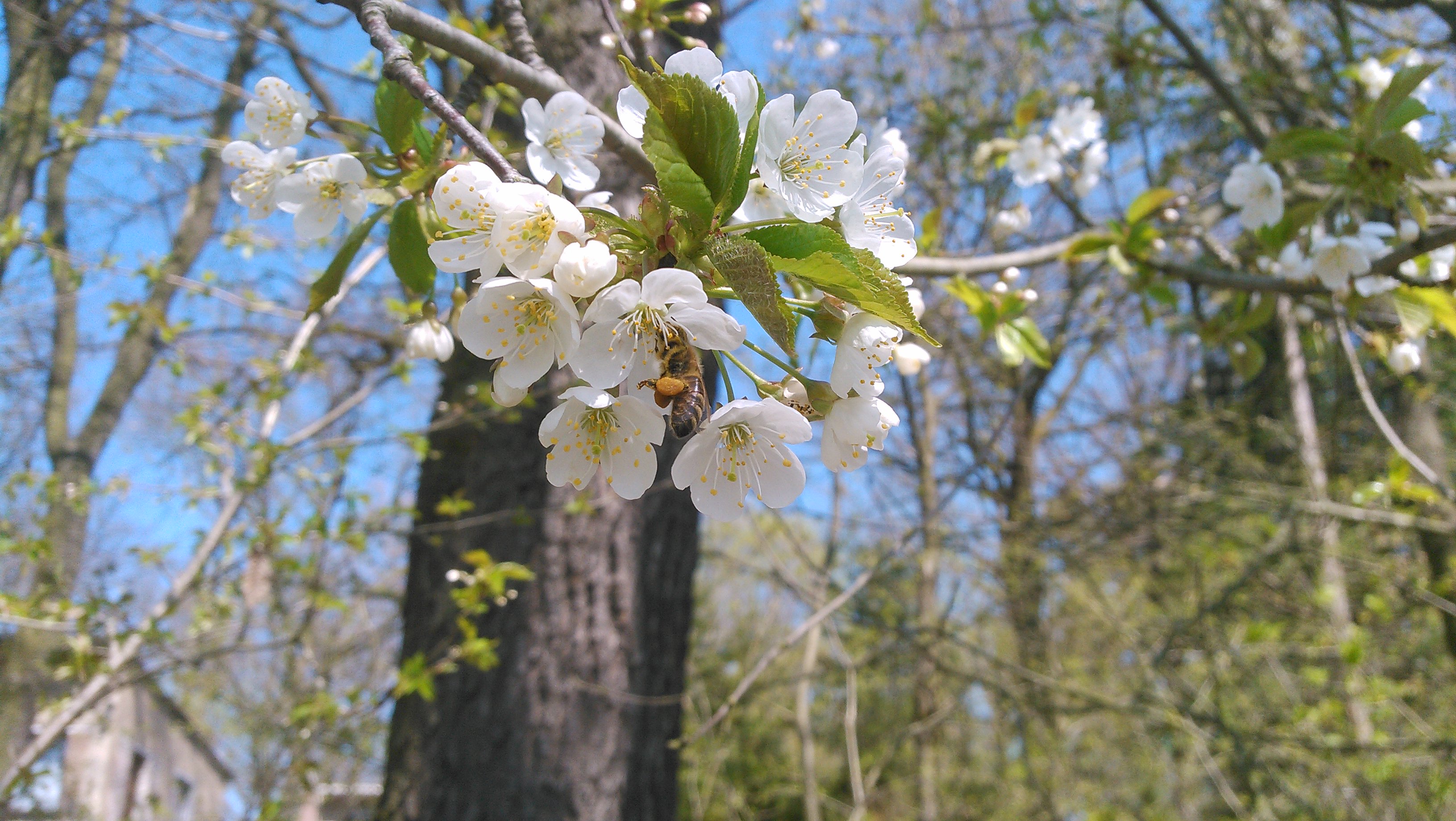 20180418_125617.jpg 20180418_125617.jpg