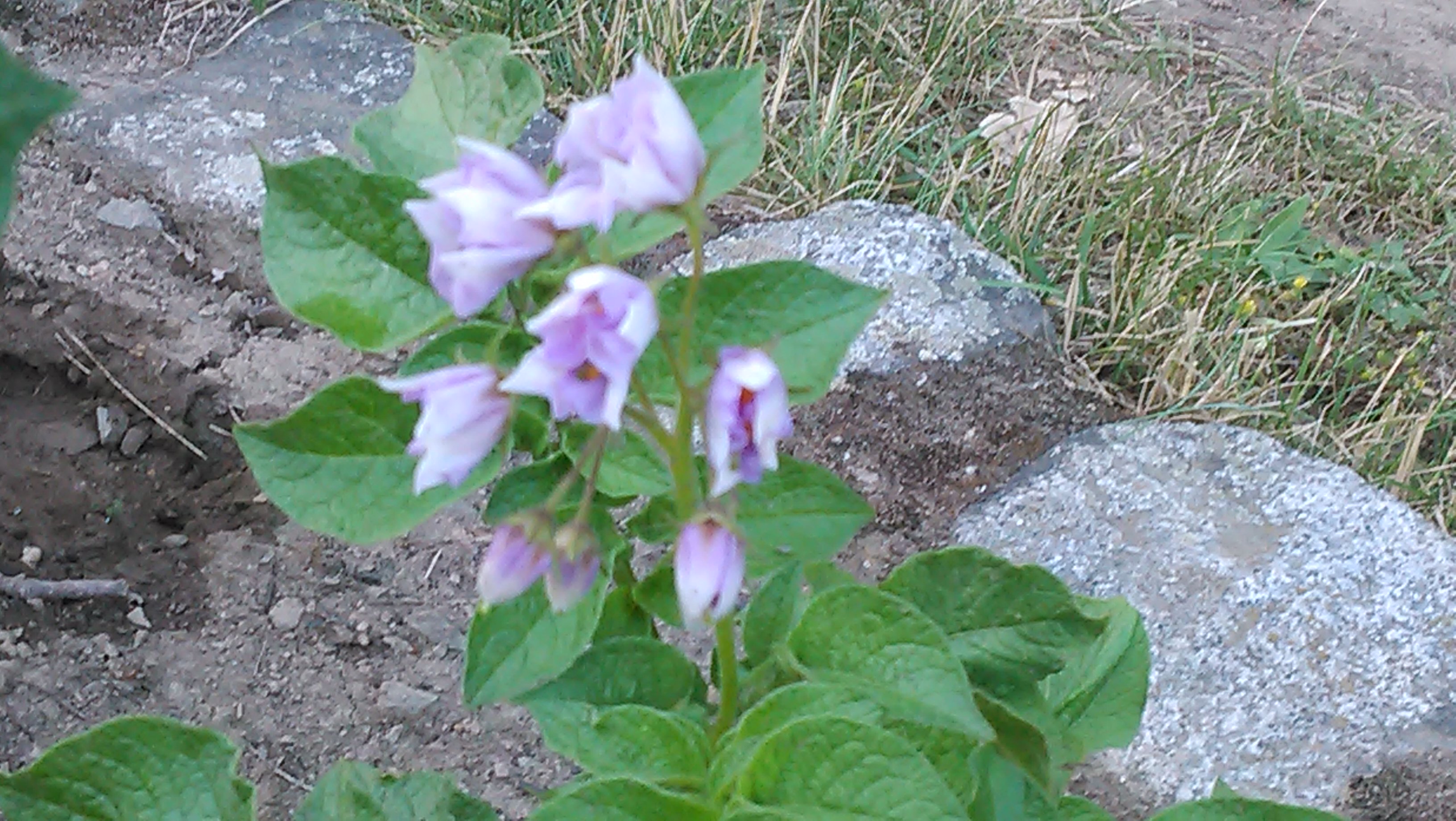 20170618_003.jpg 20170618_003.jpg
